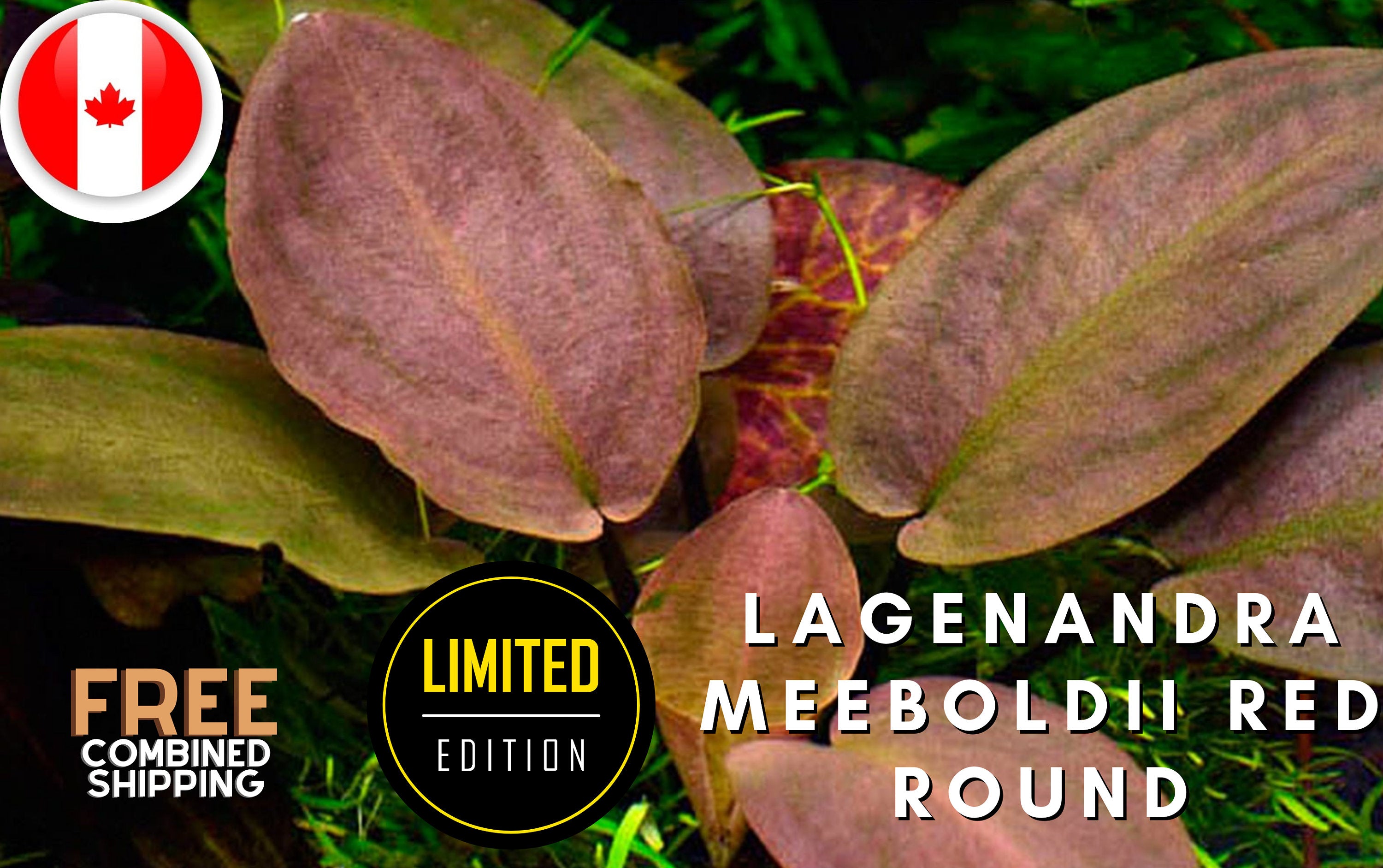 Lagenandra meeboldii red round - Aquatic Plants - Canada Seller - Combined Shipping