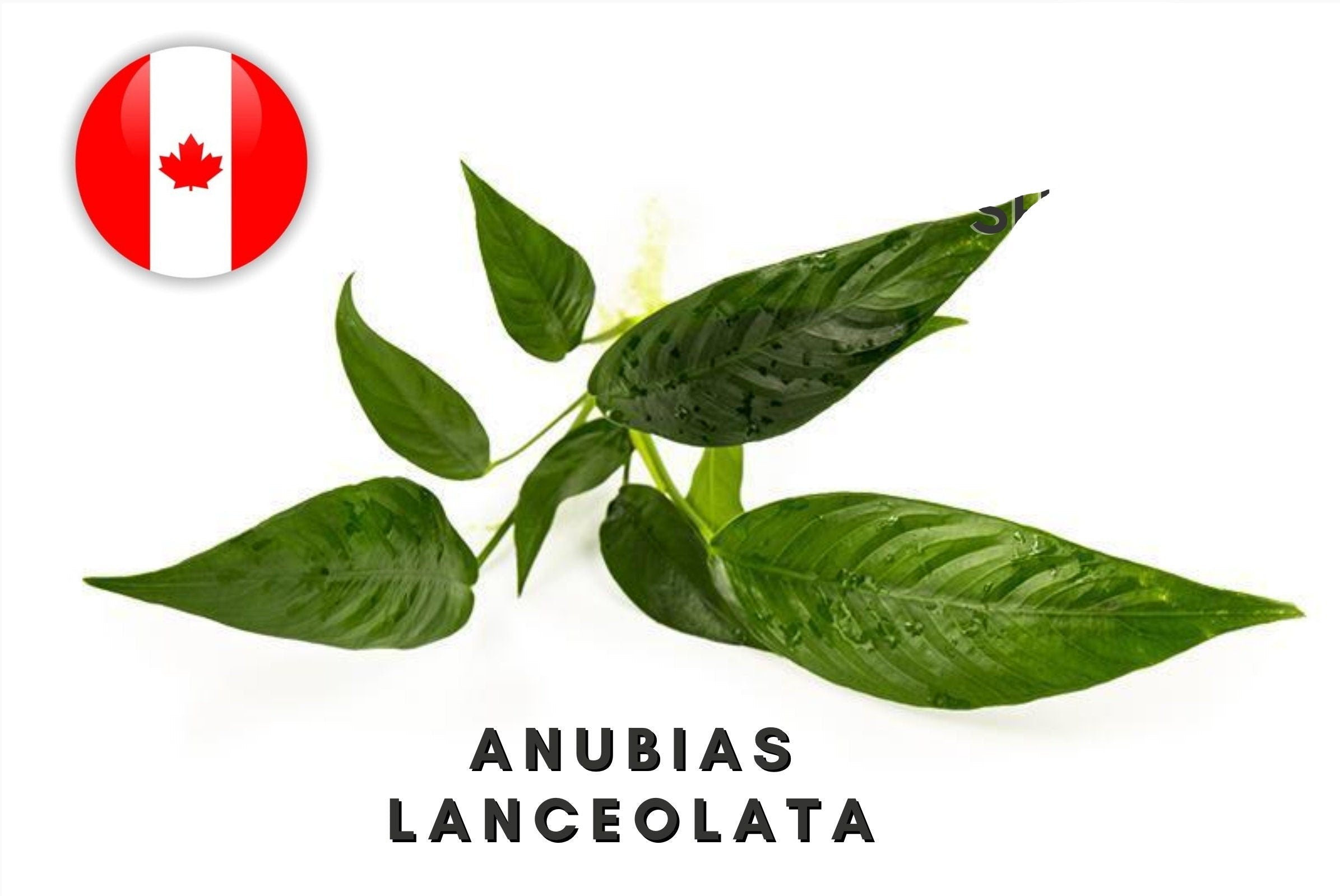 Anubias Lanceolata - Potted - 1 rhizome (4-7 leaves) - Aquarium Plants - Aquatic Plants - Canada Seller - Combined Shipping