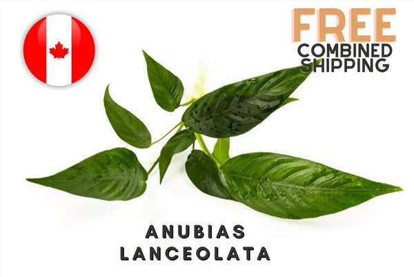 Anubias Lanceolata - Potted - 1 rhizome (4-7 leaves) - Aquarium Plants - Aquatic Plants - Canada Seller - Combined Shipping