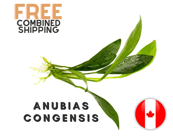 Anubias "Congensis" - Potted - 1 rhizome (4-7 leaves) - Aquarium Plants - Aquatic Plants - Canada Seller - Combined Shipping