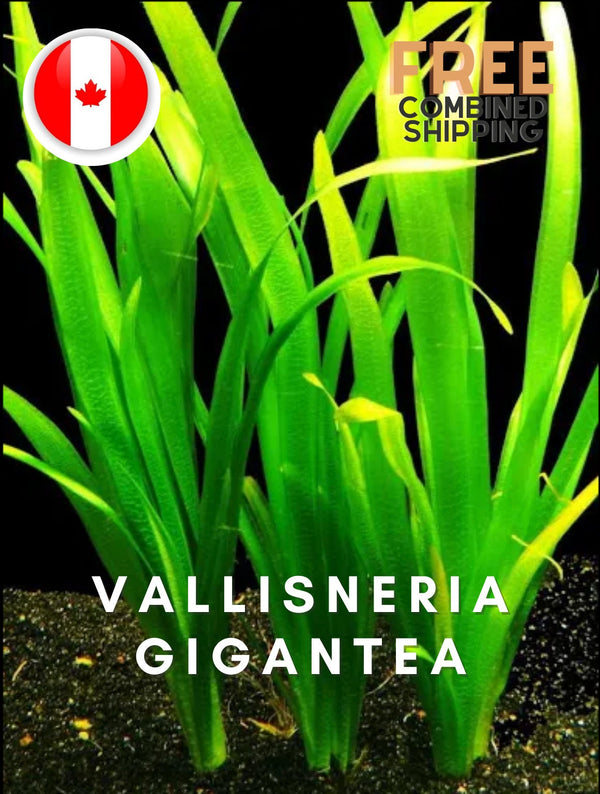 Vallisneria gigantea- bunched - 6-10 leaves - Easy - Aquarium Plants - Aquatic Plants - Canada Seller - Combined Shipping