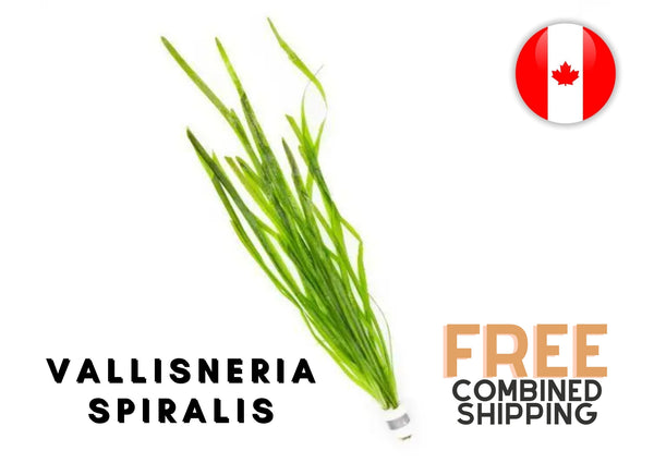 Vallisneria Spiralis - bunched - 6-10 leaves - Easy - Aquarium Plants - Aquatic Plants - Canada Seller - Combined Shipping