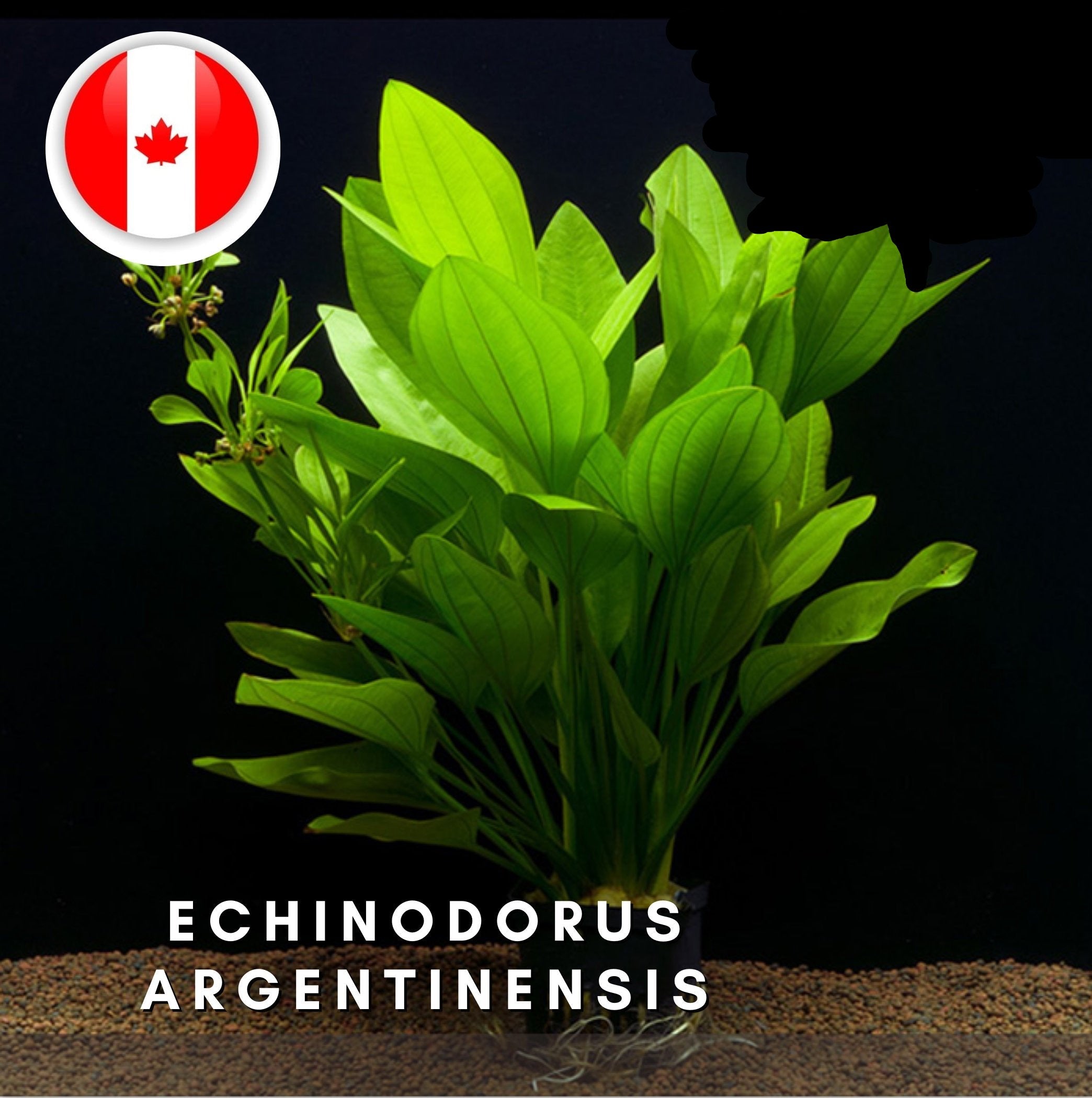 XXL Echinodorus Argentinensis - Aquarium Plants - Aquatic Plants - Canada Seller - Combined Shipping