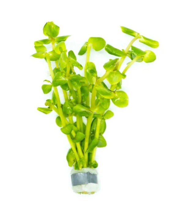 Bacopa salzmannii sp "Purple" - Aquatic Plants - Canada Seller - Combined Shipping