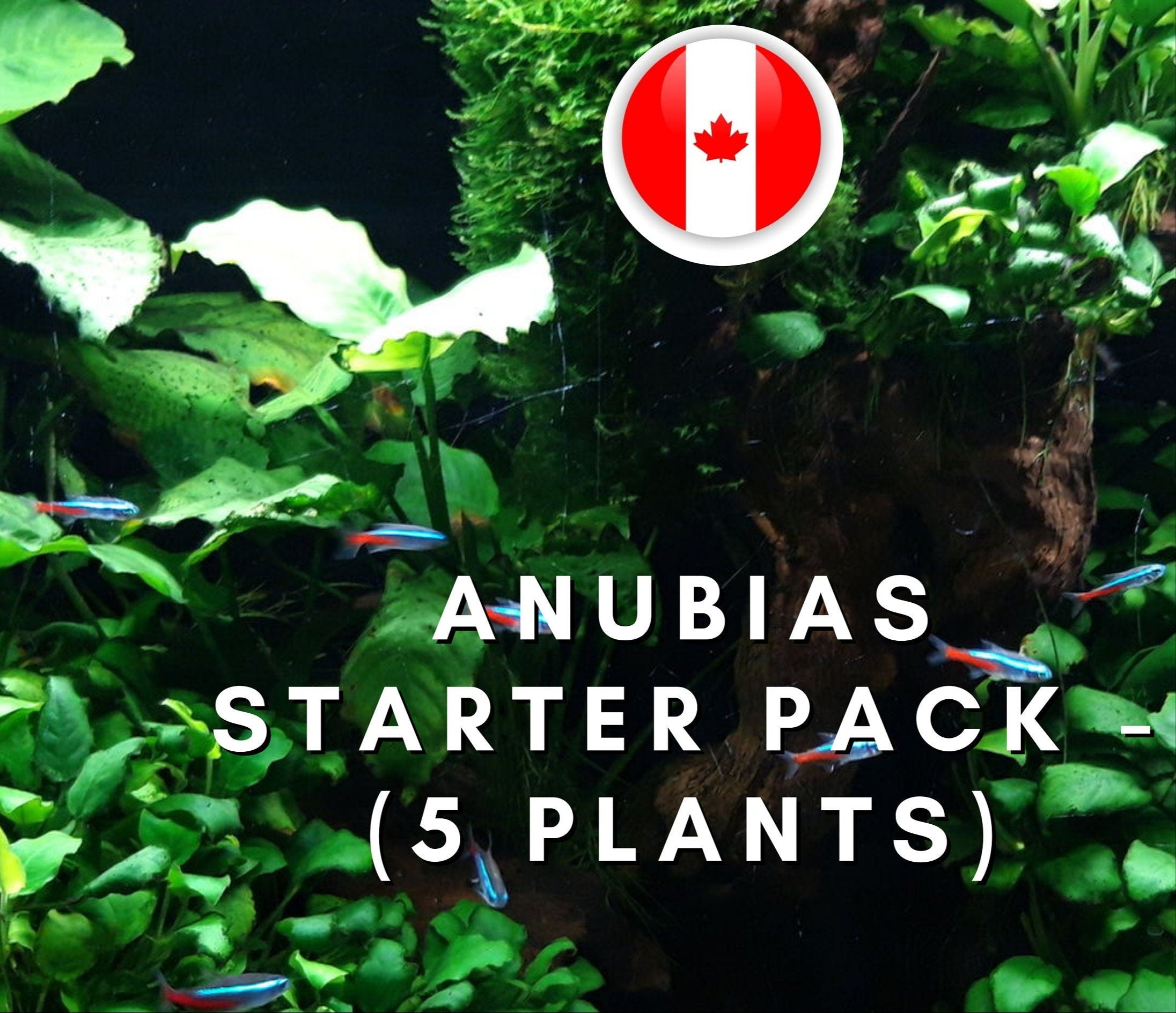 Anubias Variety Pack - 5 Plants - Aquatic Plants - Canada Seller - Combined Shipping