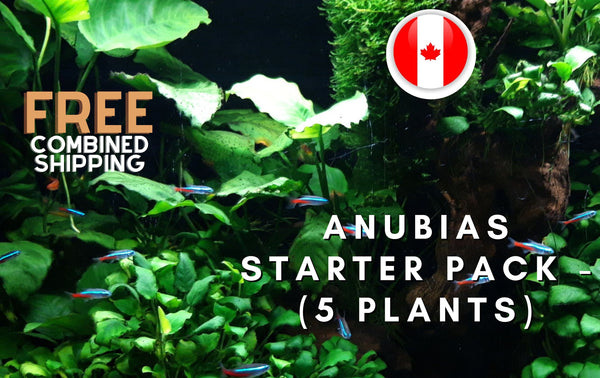 Anubias Variety Pack - 5 Plants - Aquatic Plants - Canada Seller - Combined Shipping