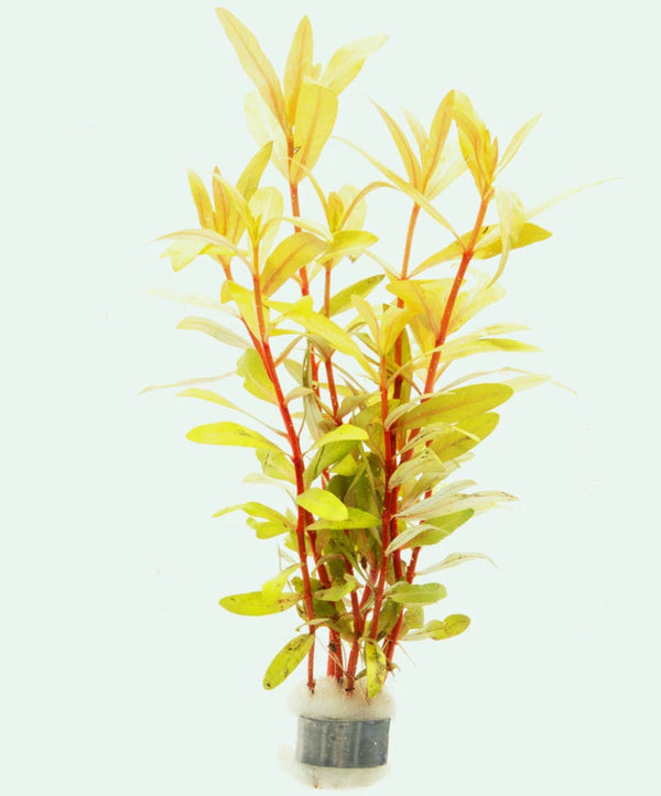 Rare - Ammania Nessea "Golden" - Aquarium Plants - Aquatic Plants - Canada Seller - Combined Shipping