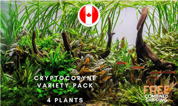 Cryptocoryne Variety Pack - 4 plant package - Easy - Aquarium Plants - Aquatic Plants - Canada Seller - Combined Shipping