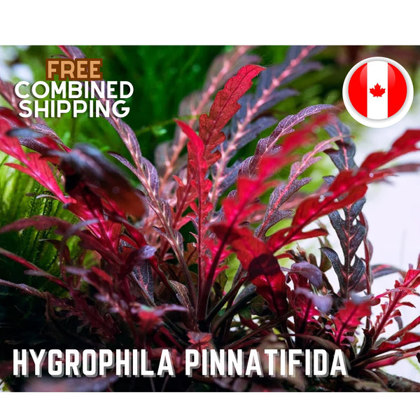 Hygrophila Pinnatifida - Aquarium Plants - Aquatic Plants - Canada Seller - Combined Shipping