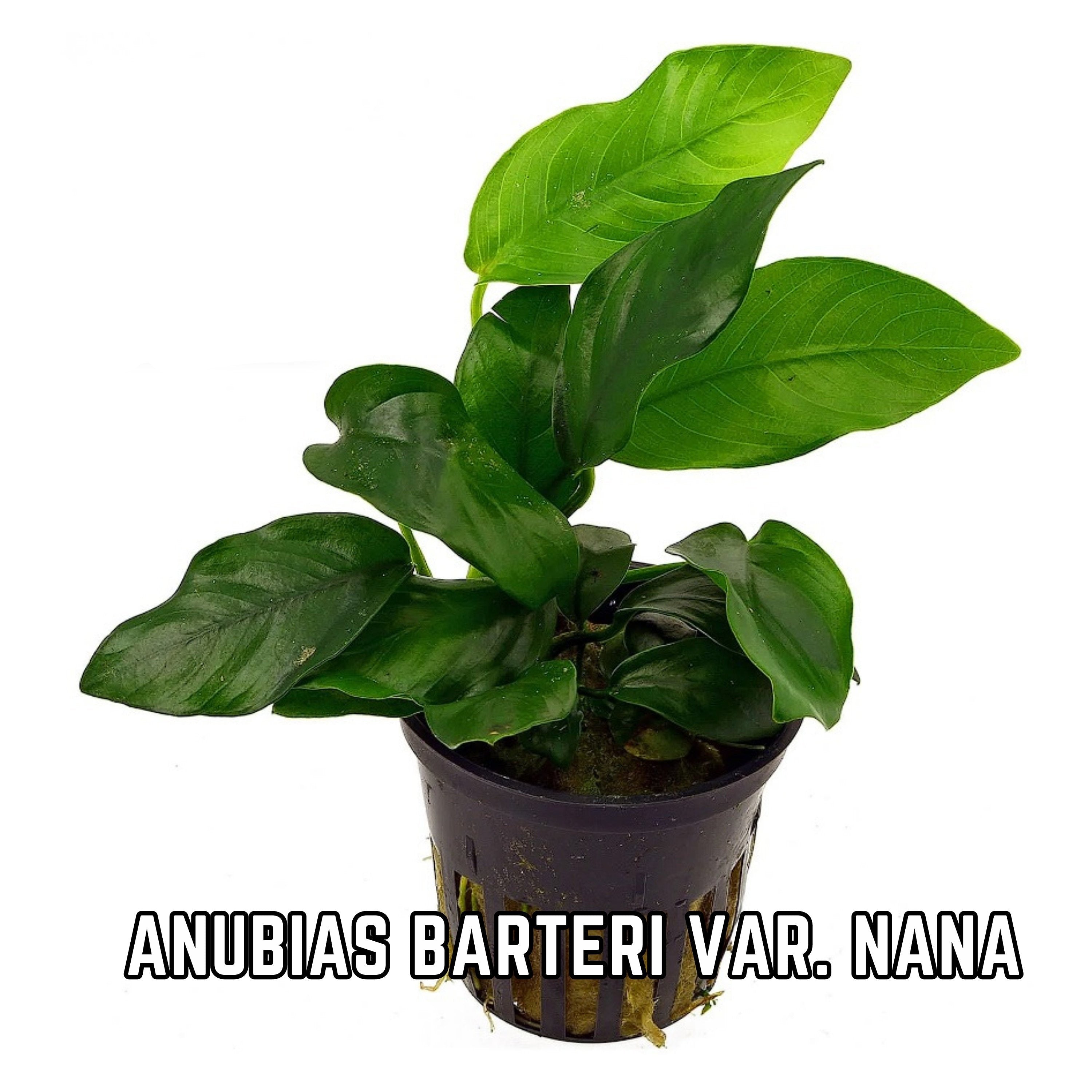 Anubias Barteri var. Nana - Aquarium Plants - Aquatic Plants - Canada Seller - Combined Shipping