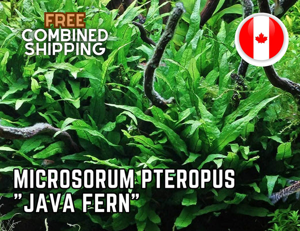 Microsorum pteropus "Java Fern" - Aquarium Plants - Aquatic Plants - Canada Seller - Combined Shipping