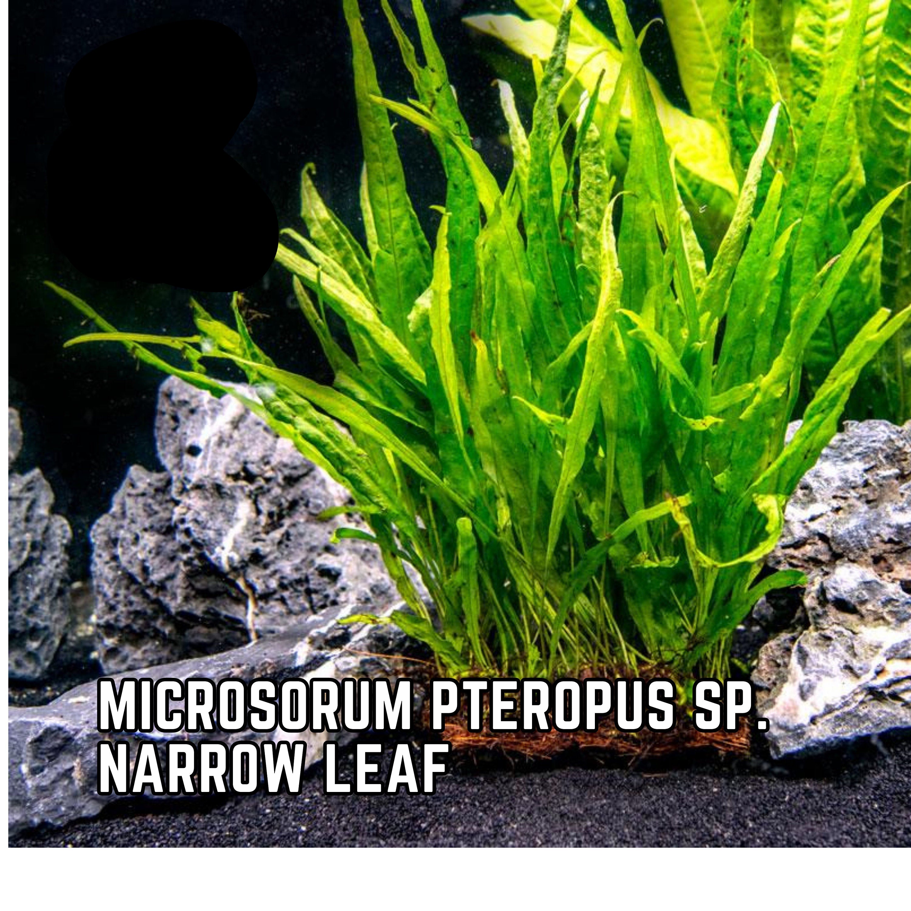 Microsorum Pteropus sp Narrow Leaf - Aquarium Plants - Aquatic Plants - Canada Seller - Combined Shipping