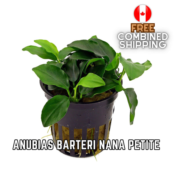 Anubias Nana Petite - POTTED - Aquarium Plants - Aquatic Plants - Canada Seller - Combined Shipping