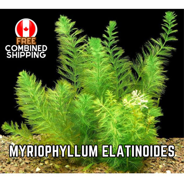 Myriophyllum Elatinoides - Aquarium Plants - Aquatic Plants - Canada Seller - Combined Shipping