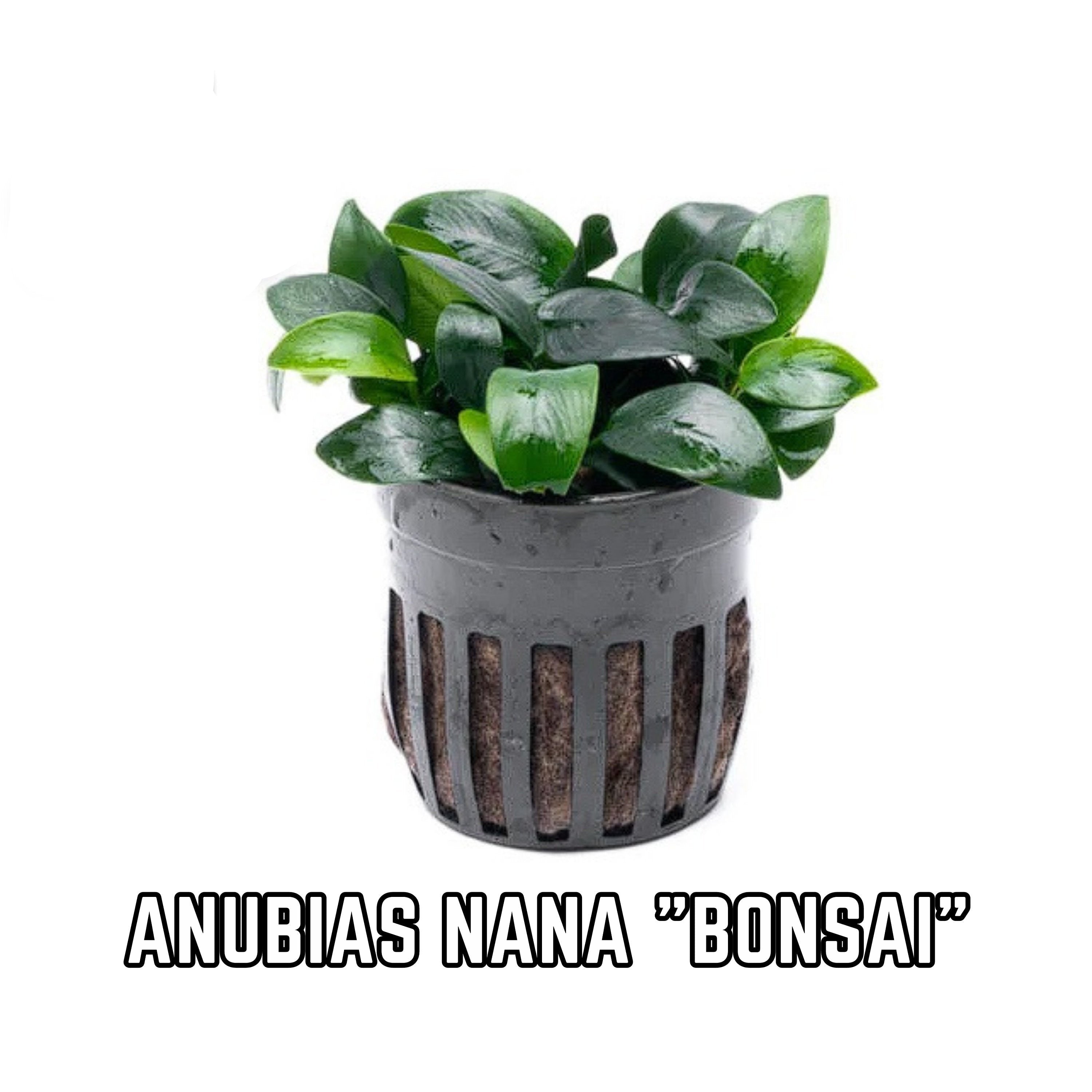 Anubias Barteri Nana "Bonsai" - Potted - 1 rhizome (4-7 leaves) - Aquarium Plants - Aquatic Plants - Canada Seller - Combined Shipping