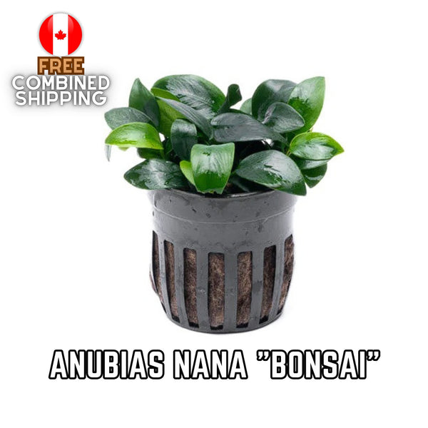 Anubias Barteri Nana "Bonsai" - Potted - 1 rhizome (4-7 leaves) - Aquarium Plants - Aquatic Plants - Canada Seller - Combined Shipping