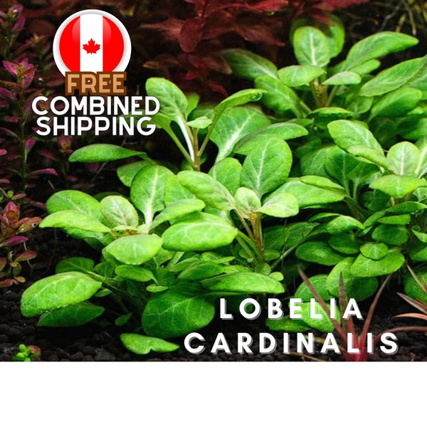 Lobelia Cardinalis - Aquarium Plants - Aquatic Plants - Canada Seller - Combined Shipping