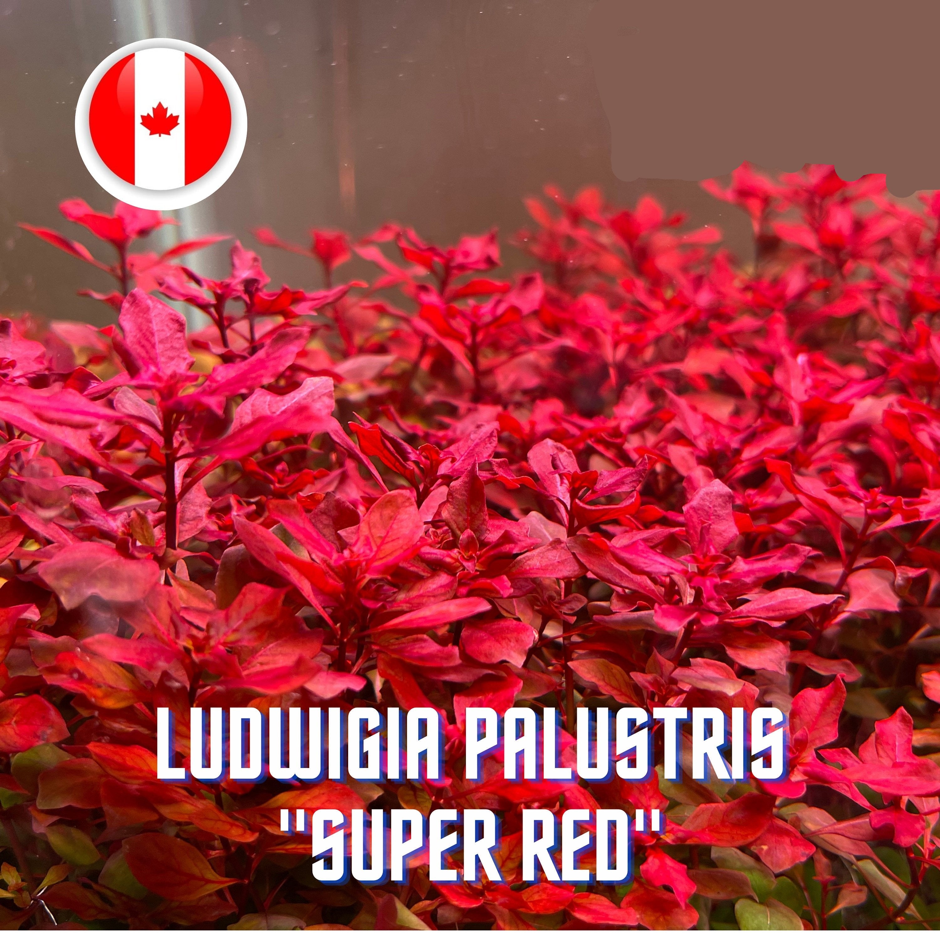 Ludwigia Sp. "Super Red" - Aquarium Plants - Aquatic Plants - Canada Seller - Combined Shipping