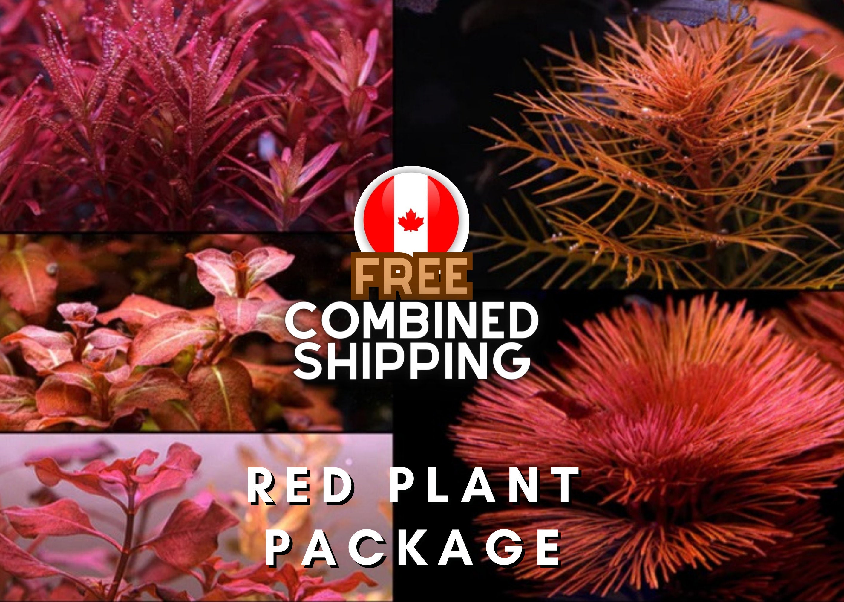 5 Red Plant package - Aquarium Plants - Aquatic Plants - Canada Seller - Combined Shipping