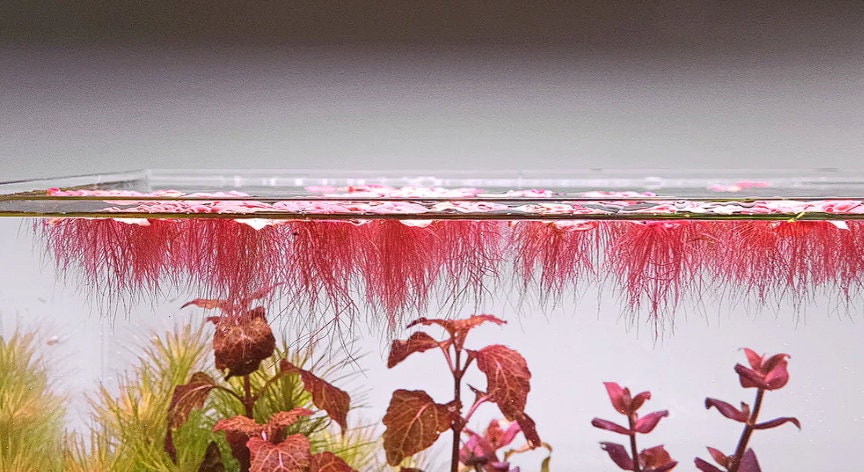 Red Root Floating Plants - Aquarium Plants - Aquatic Plants - Canada Seller - Combined Shipping