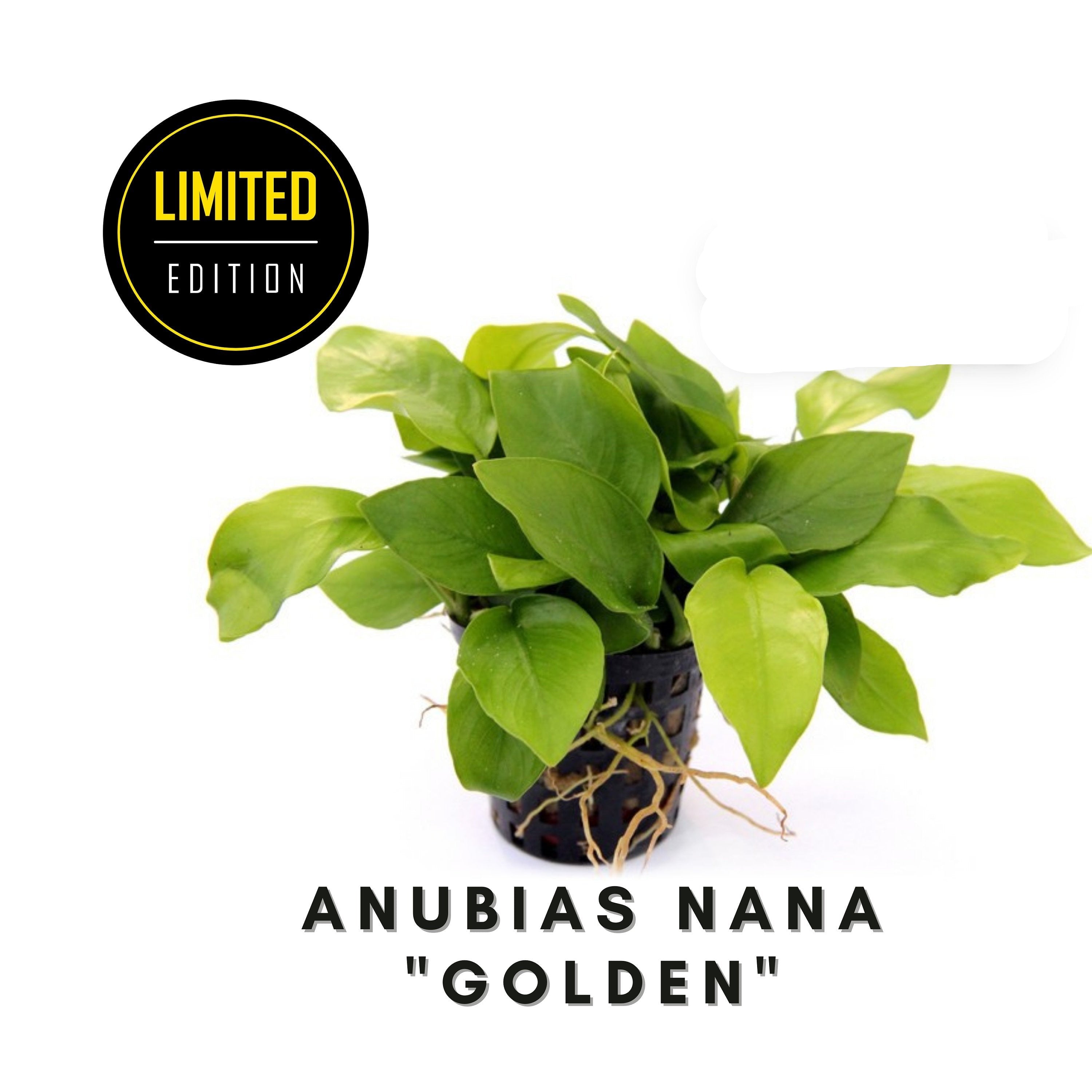 Anubias Nana - Golden - 1 rhizome (4-7 leaves) Aquarium Plants - Aquatic Plants - Canada Seller - Combined Shipping
