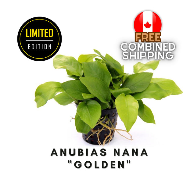 Anubias Nana - Golden - 1 rhizome (4-7 leaves) Aquarium Plants - Aquatic Plants - Canada Seller - Combined Shipping