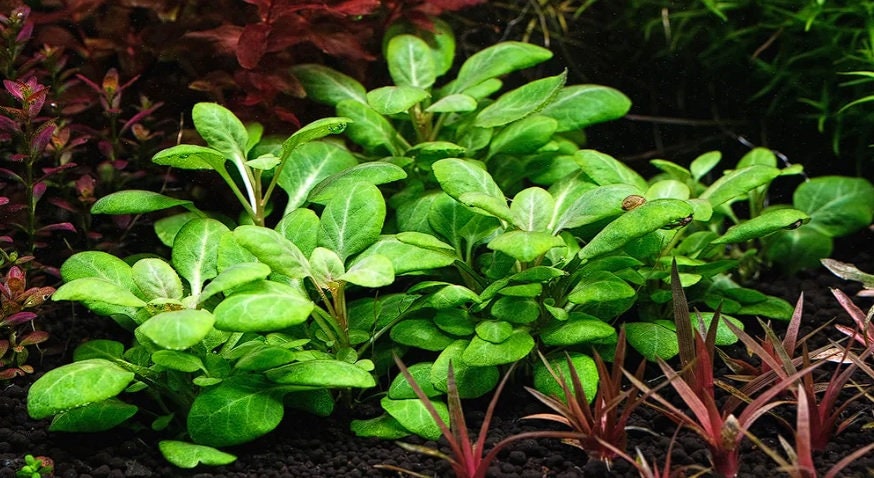 Lobelia Cardinalis - Aquarium Plants - Aquatic Plants - Canada Seller - Combined Shipping