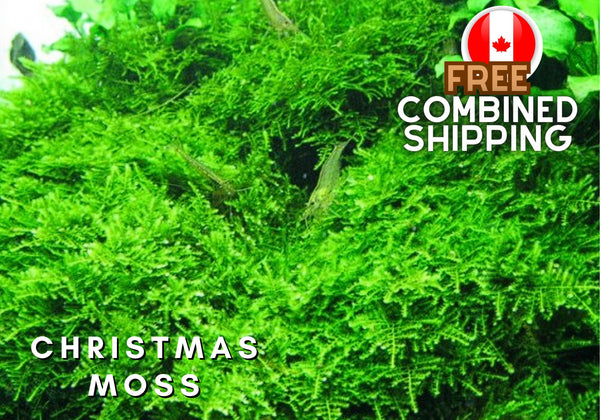 Christmas Moss - Aquarium Plants - Aquatic Plants - Canada Seller - Combined Shipping