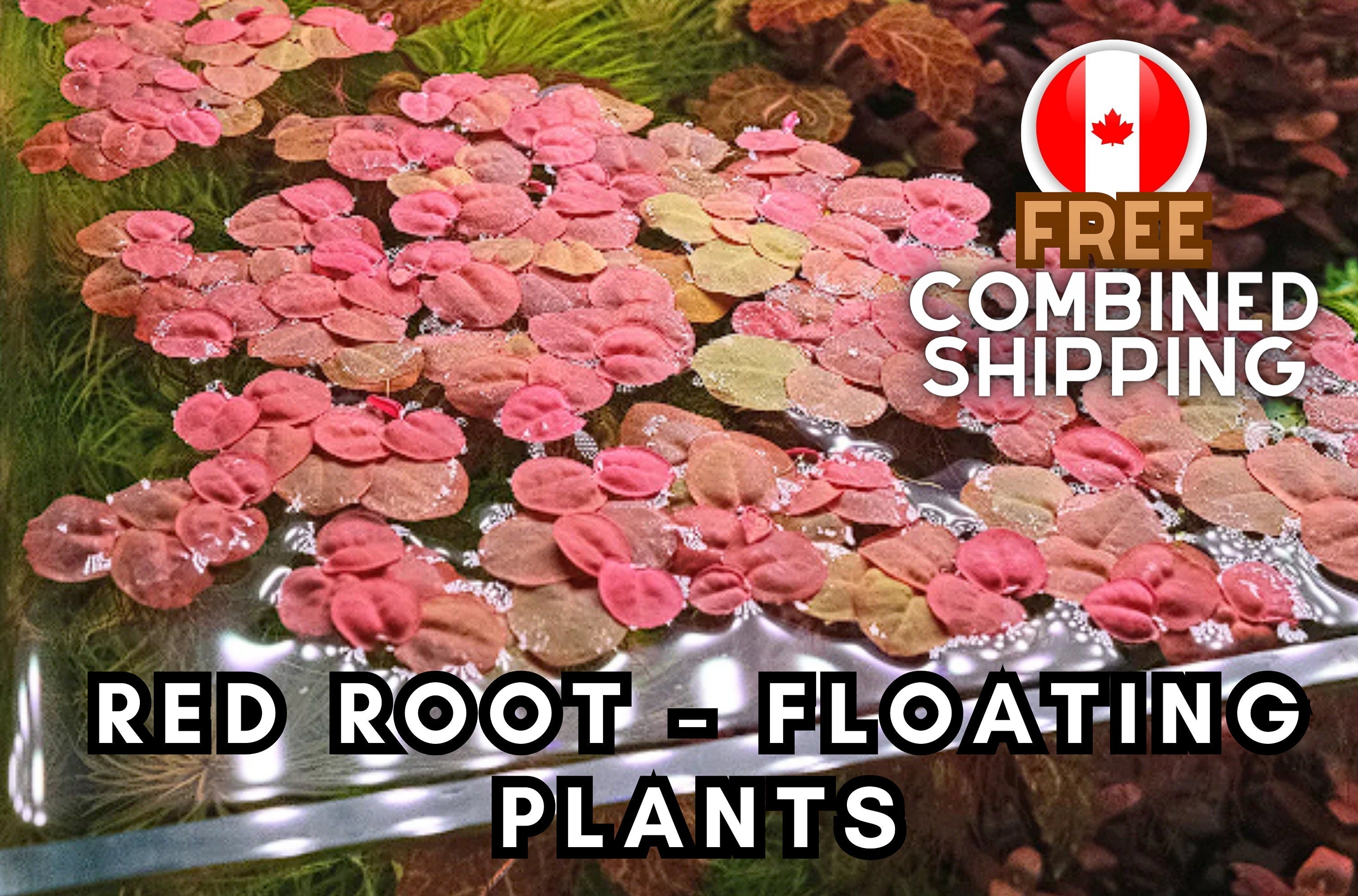 Phyllanthus fluitans - Red Root Floating Plants