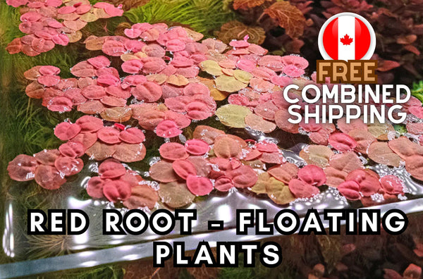 Red Root Floating Plants - Aquarium Plants - Aquatic Plants - Canada Seller - Combined Shipping