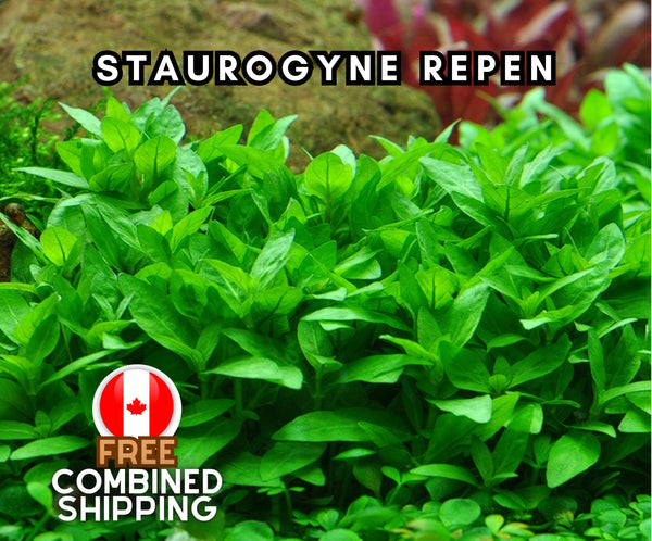 Staurogyne Repen - Aquarium Plants - Aquatic Plants - Canada Seller - Combined Shipping