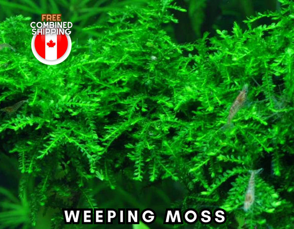 Weeping Moss - Aquarium Plants - Aquatic Plants - Free combined shipping - Canada Seller