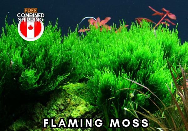 Flaming Moss - Aquarium Plants - Free Combined shipping - Aquatic Plants - Canada Seller