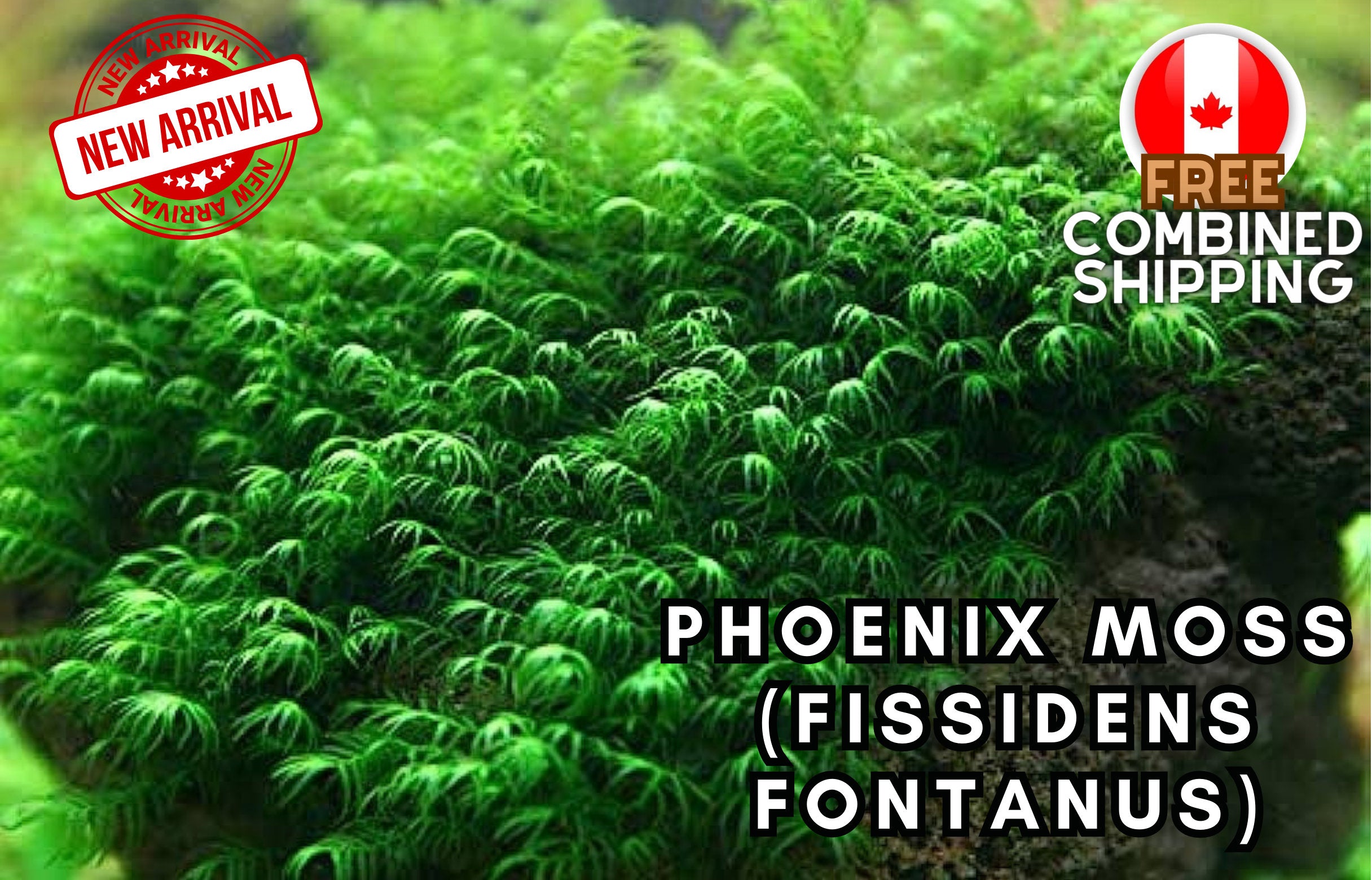 Rare - Phoenix Moss - Aquarium Plants - Aquatic Plants - Canada Seller - Combined Shipping
