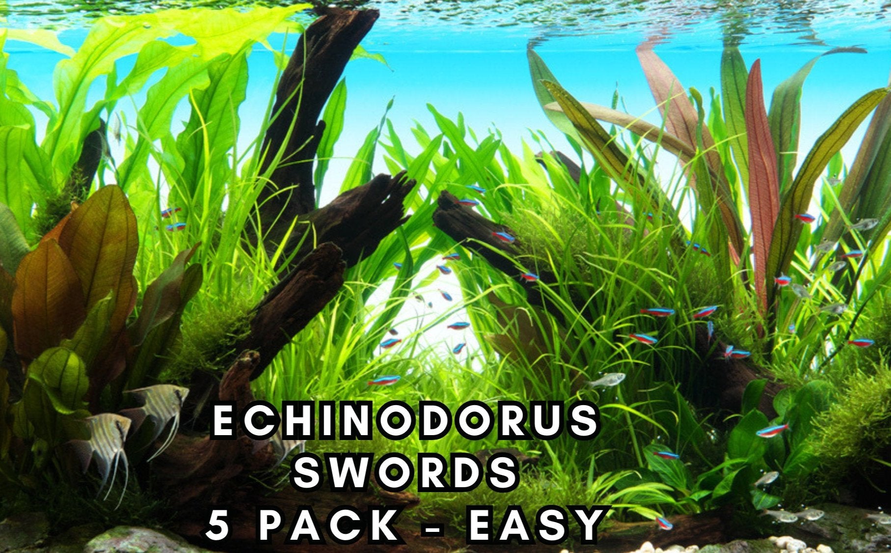 Echinodorus Sword - 5 pack variety - Low tech - Easy Plants- Aquarium Plants - Aquatic Plants - Canada Seller - Combined Shipping
