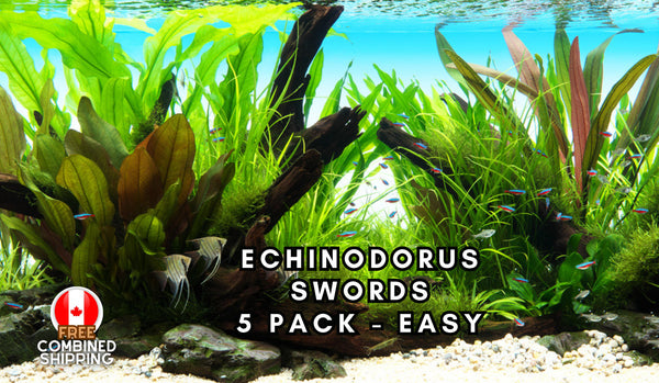 Echinodorus Sword - 5 pack variety - Low tech - Easy Plants- Aquarium Plants - Aquatic Plants - Canada Seller - Combined Shipping