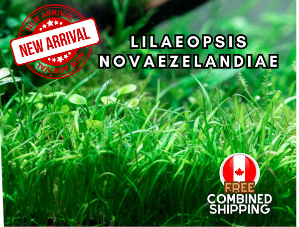 Carpeting Plant! - Lilaeopsis Novaezelandiae- Aquarium Plants - Aquatic Plants - Canada Seller - Combined Shipping