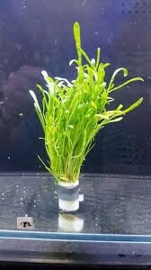 Carpeting Plant! - Lilaeopsis Novaezelandiae- Aquarium Plants - Aquatic Plants - Canada Seller - Combined Shipping