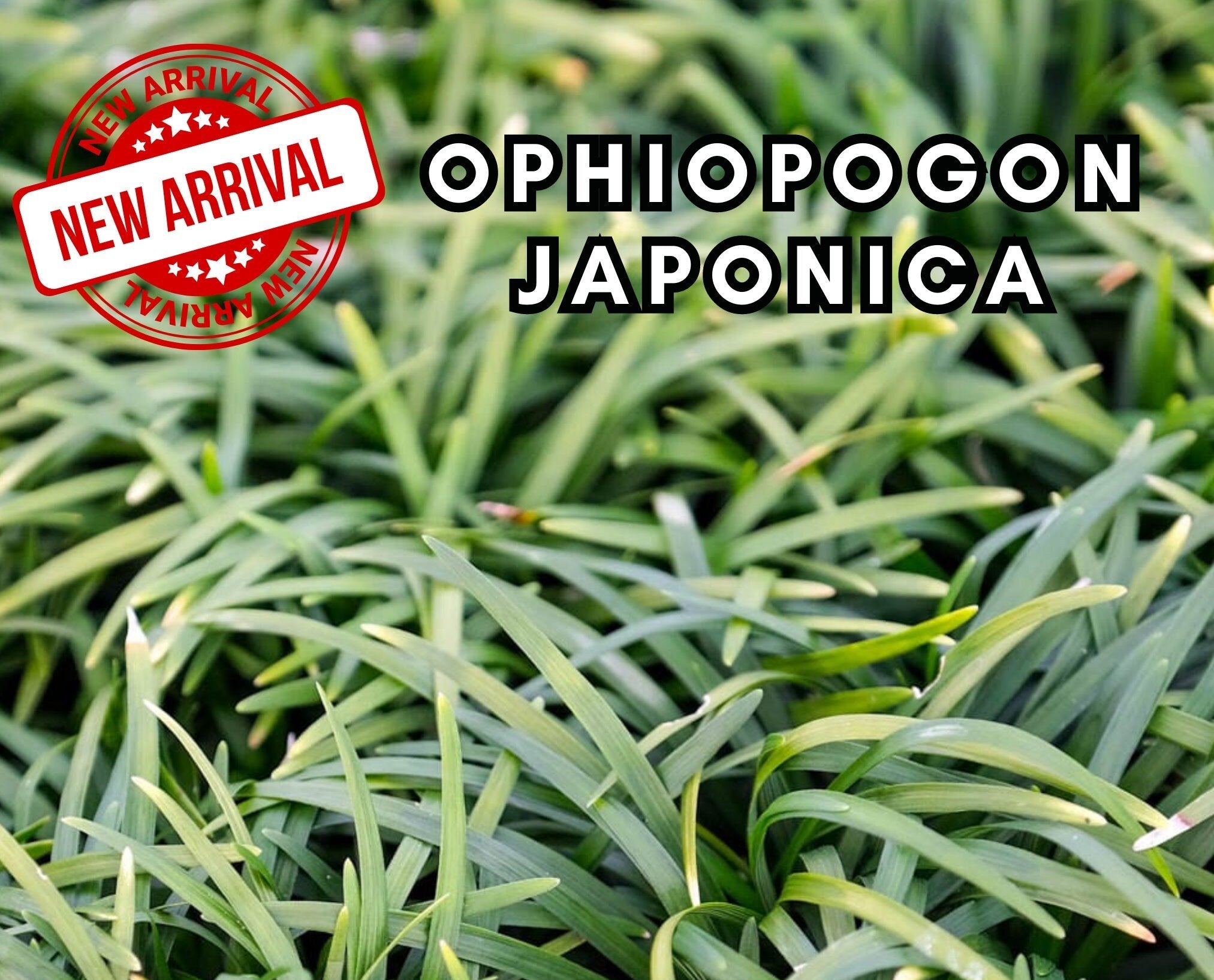 Rare - Ophiopogon Japonica - Aquarium Plants - Aquatic Plants - Canada Seller - Combined Shipping