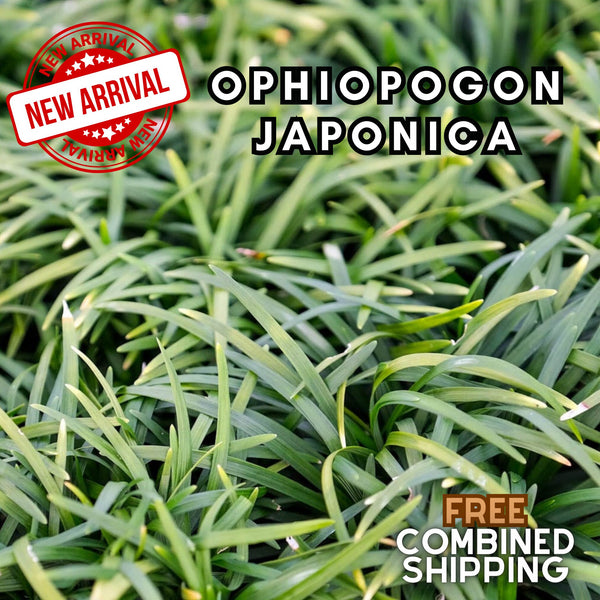 Rare - Ophiopogon Japonica - Aquarium Plants - Aquatic Plants - Canada Seller - Combined Shipping
