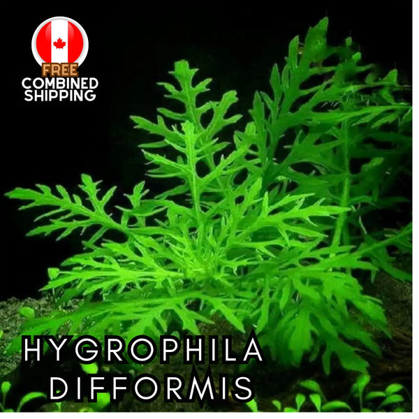 Hygrophila Difformis - Easy to Grow - Aquatic Plants - Canada Seller - Combined Shipping