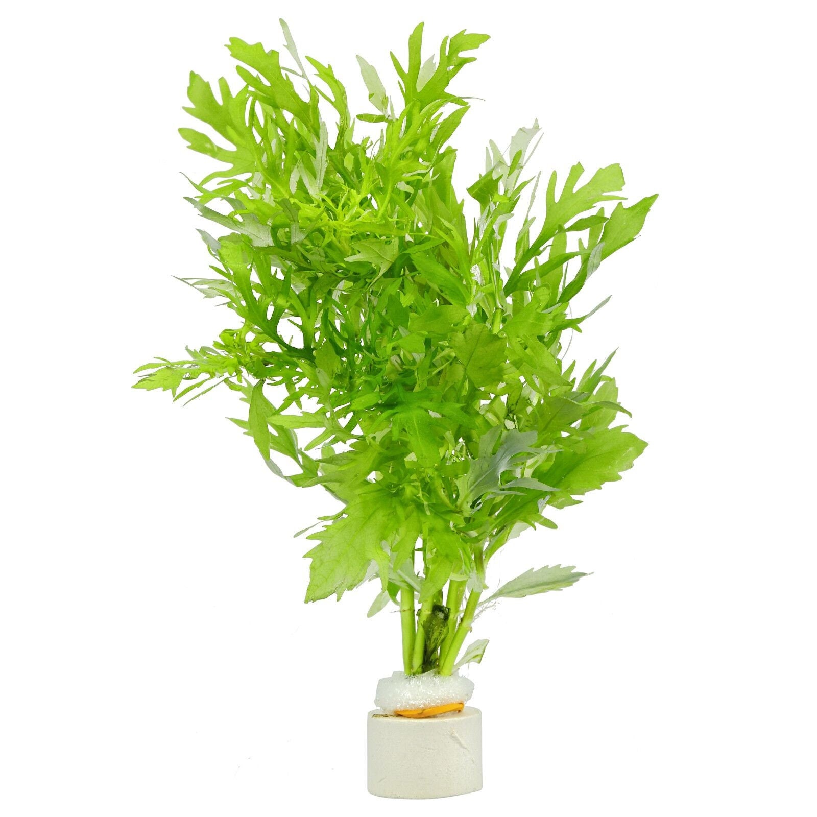 Hygrophila Difformis - Easy to Grow - Aquatic Plants - Canada Seller - Combined Shipping