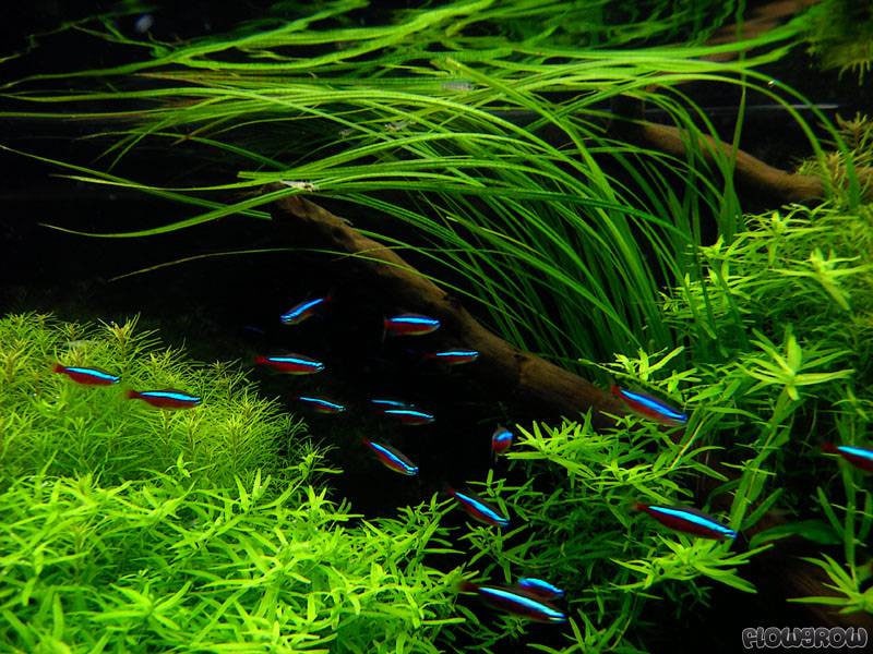 Cyperus Helferi - Easy to grow! Aquatic Plants - Canada Seller - Combined Shipping