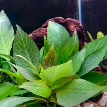 Hygrophila Compact- Easy to Grow - Aquatic Plants - Canada Seller - Combined Shipping