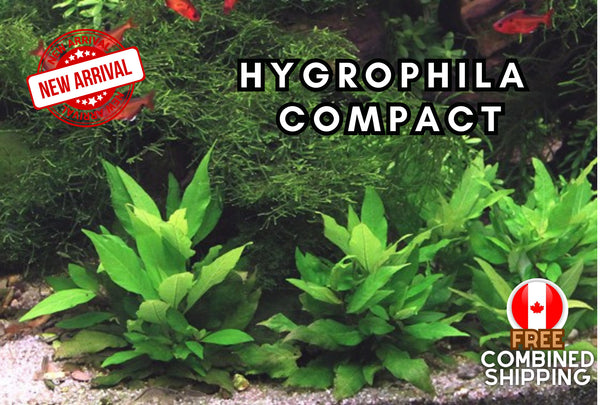Hygrophila Compact- Easy to Grow - Aquatic Plants - Canada Seller - Combined Shipping