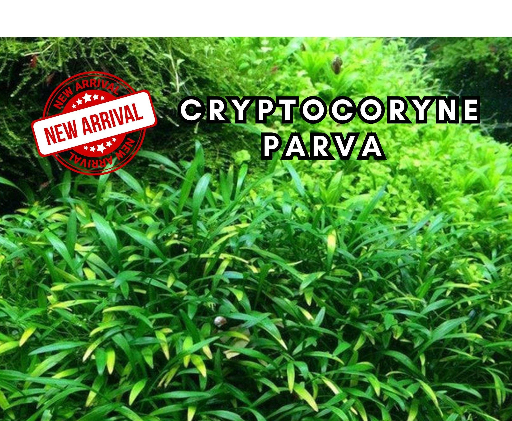Cryptocoryne Parva - Easy to Grow - Aquarium Plants - Aquatic Plants - Canada Seller - Combined Shipping