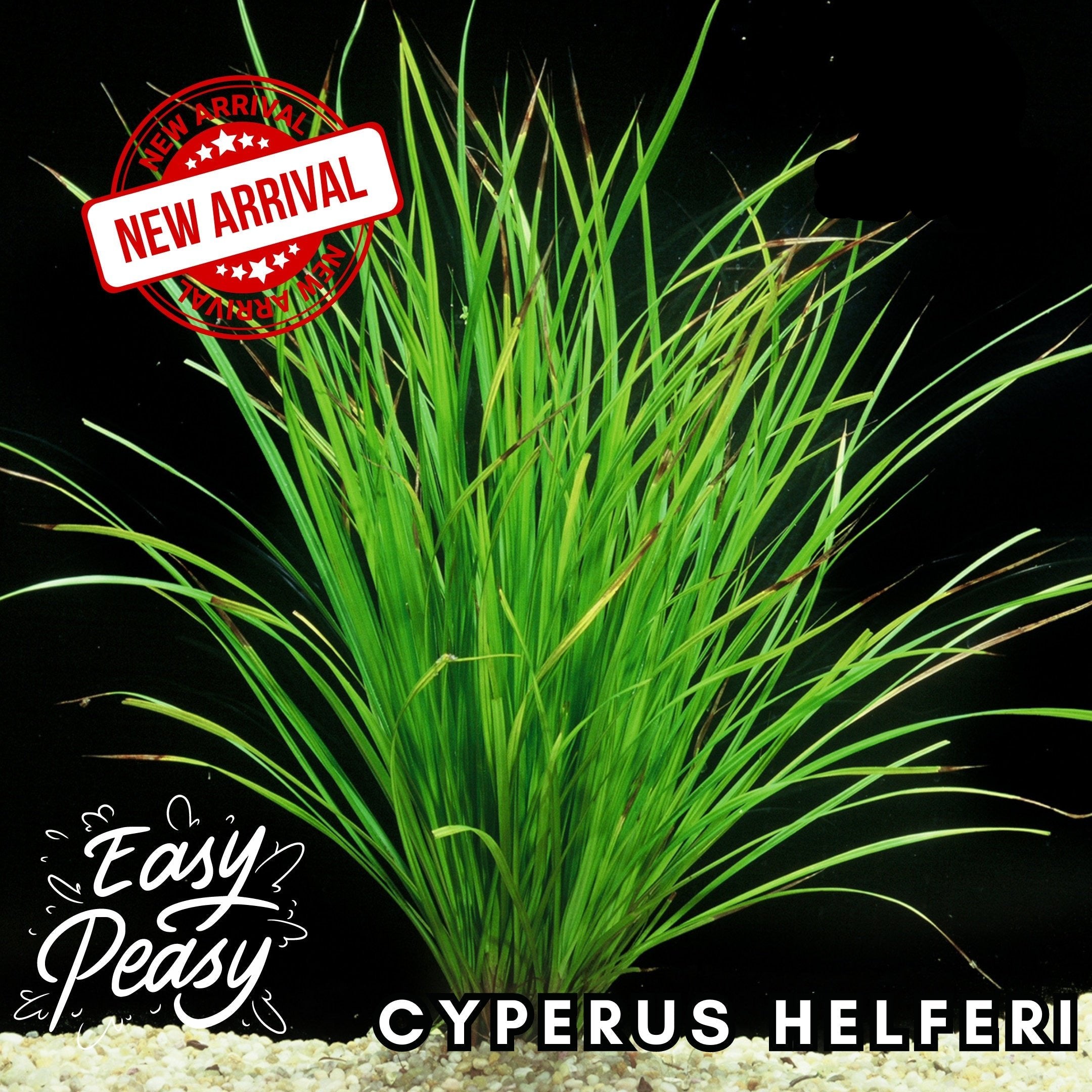 Cyperus Helferi - Easy to grow! Aquatic Plants - Canada Seller - Combined Shipping