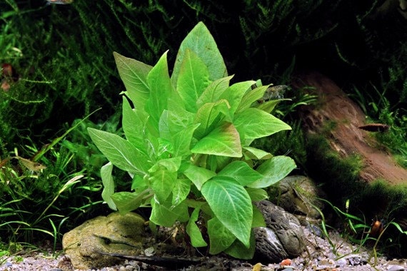 Hygrophila Compact- Easy to Grow - Aquatic Plants - Canada Seller - Combined Shipping