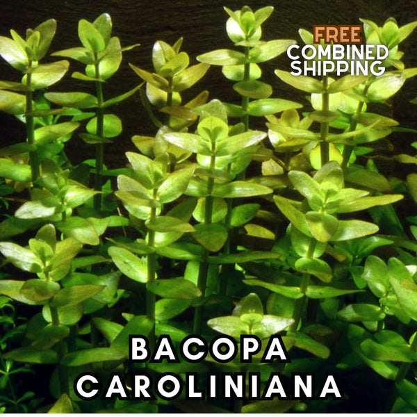 Bacopa Caroliniana - Easy to grow! Aquatic Plants - Canada Seller - Combined Shipping