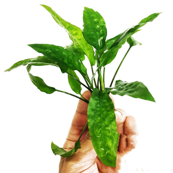 Cryptocoryne Usteriana Green - Easy to grow! Aquatic Plants - Canada Seller - Combined Shipping